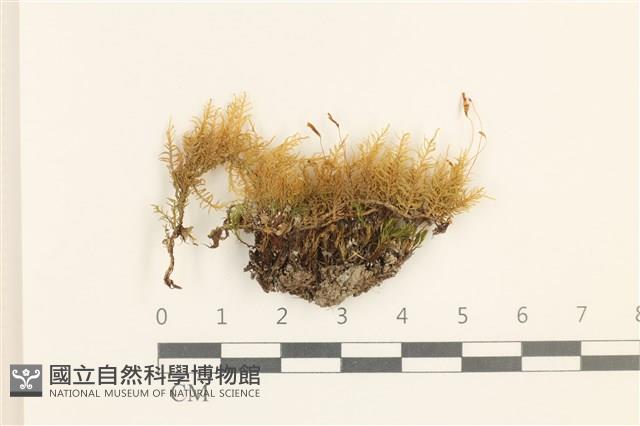 兩色真蘚藏品圖，第1張