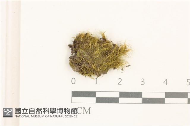 梨蒴曲柄蘚藏品圖，第1張