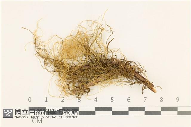 鞭枝懸蘚藏品圖，第1張