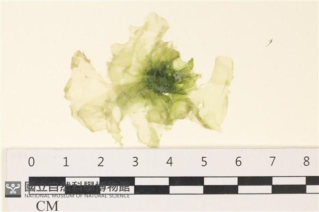 茶花石蓴, 牡丹菜藏品圖，第1張