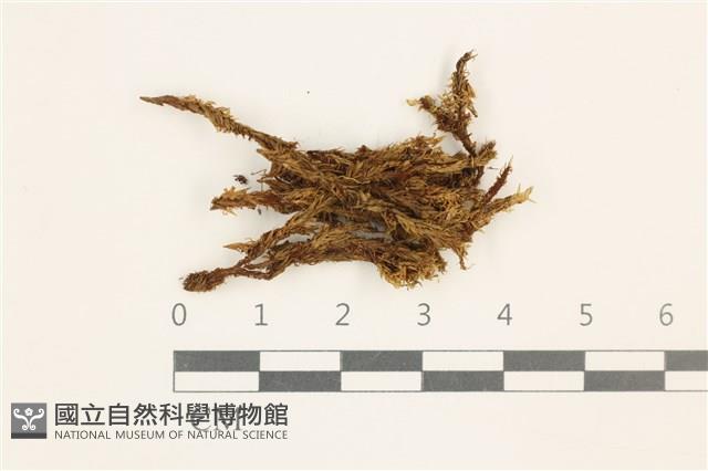 沼澤皺蒴蘚藏品圖，第1張