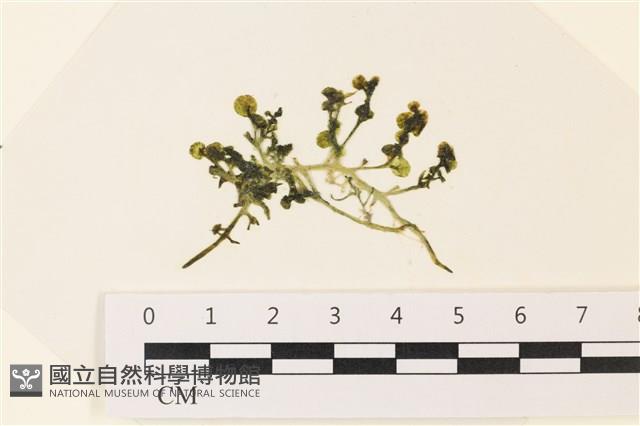 盾葉蕨藻藏品圖，第1張