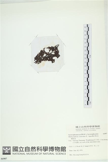 網胰藻藏品圖，第3張