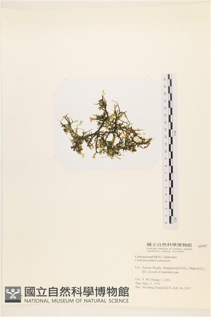 盾葉蕨藻藏品圖，第1張