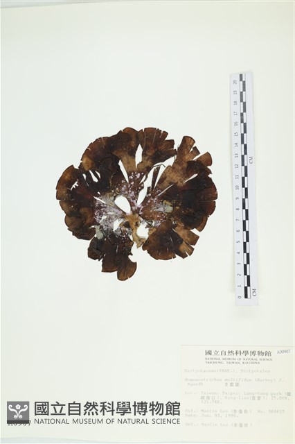 多扇藻藏品圖，第3張