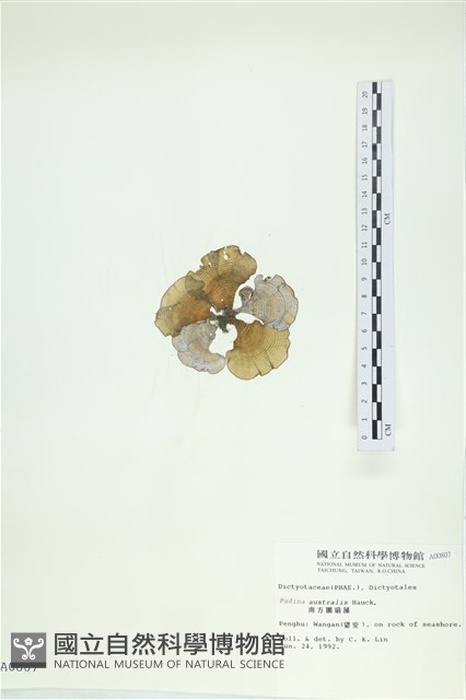 南方團扇藻藏品圖，第3張