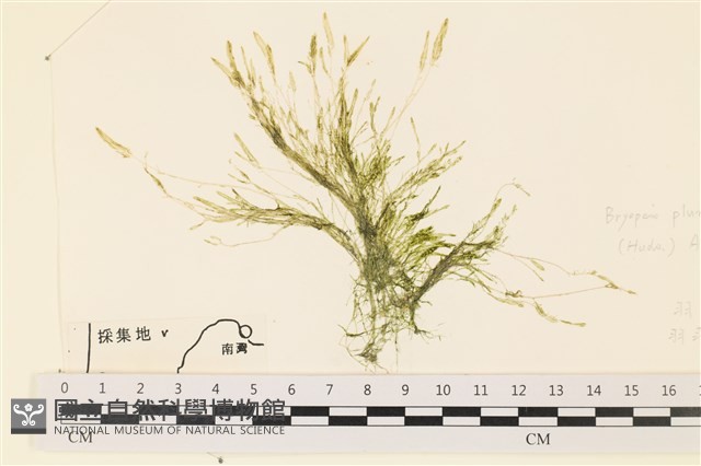 登錄號:A00006307藏品圖，第1張