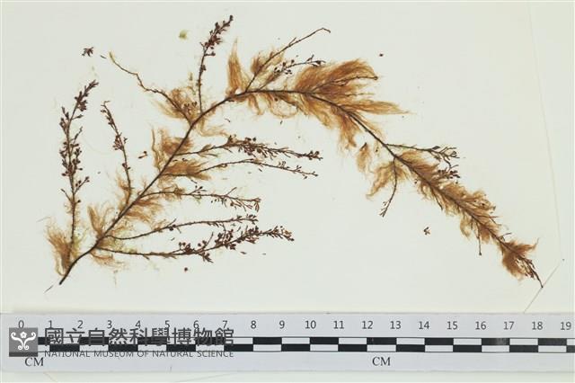 絲狀外子藻, 水雲藏品圖，第1張