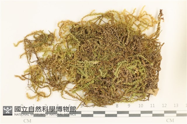 登錄號:B00003307藏品圖，第1張