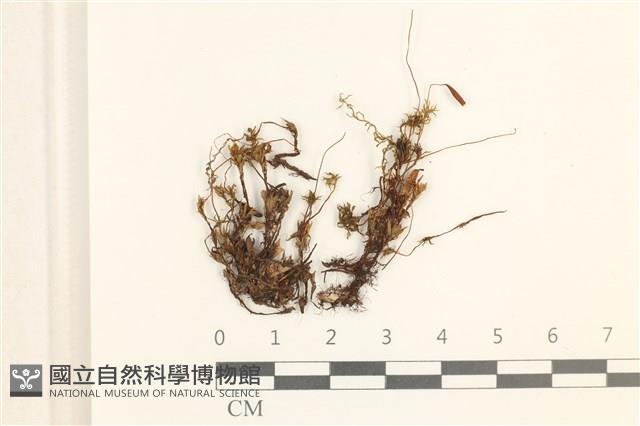 登錄號:B00004707藏品圖，第1張