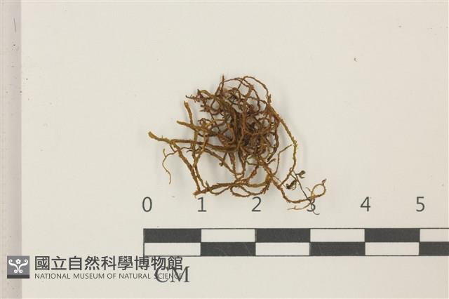 登錄號:B00013707藏品圖，第1張