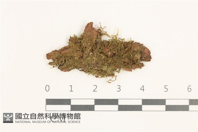 登錄號:B00019687藏品圖，第1張