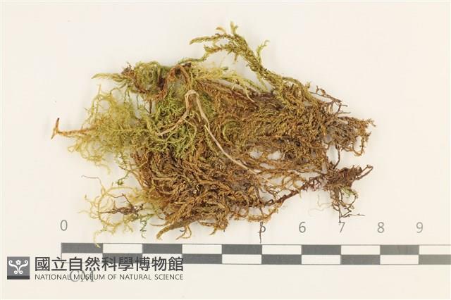 溪邊青蘚藏品圖，第1張