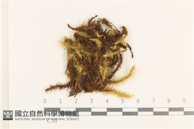 登錄號:B00021687藏品圖，第1張