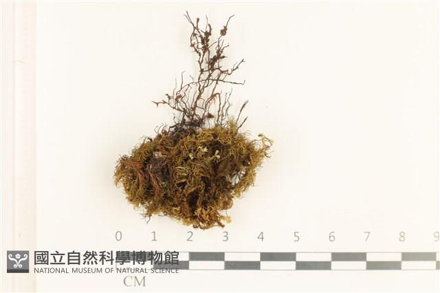 登錄號:B00011687藏品圖，第1張