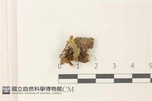 蛇苔藏品圖，第1張