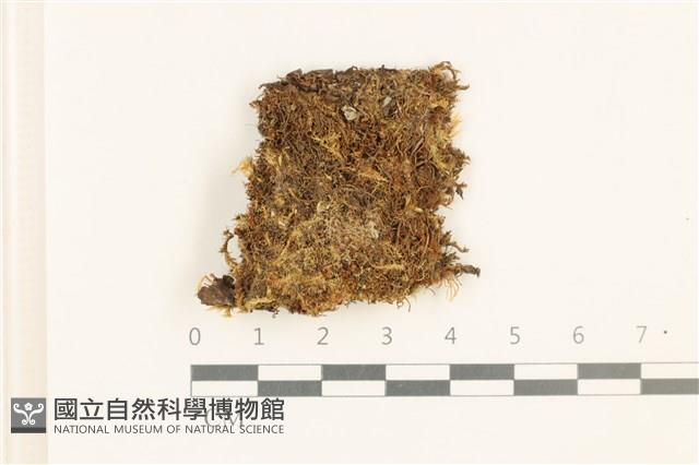 短瓣大萼苔藏品圖，第1張