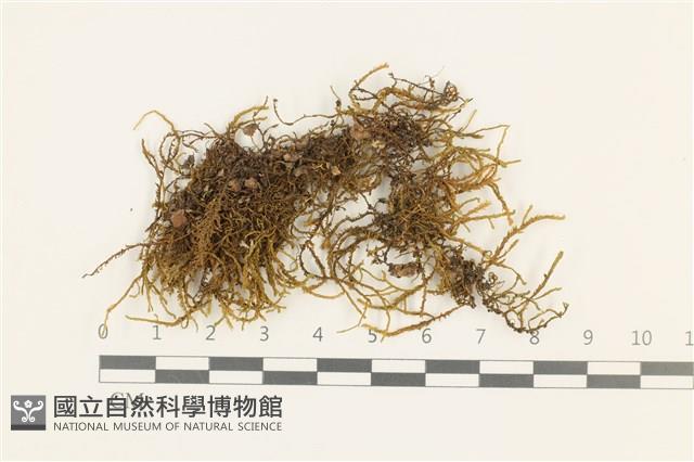 扁枝牛舌蘚藏品圖，第1張