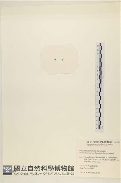 登錄號:A00005087藏品圖，第3張