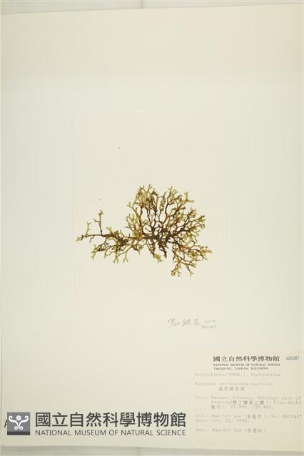 鹿角網地藻藏品圖，第3張
