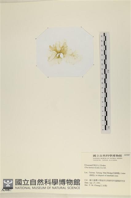 大石蓴, 石蓴藏品圖，第3張