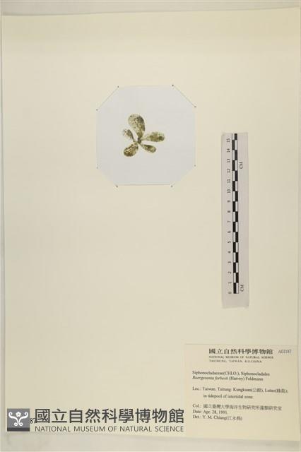 曲玉藻, 香蕉菜, 玉茄藻藏品圖，第3張