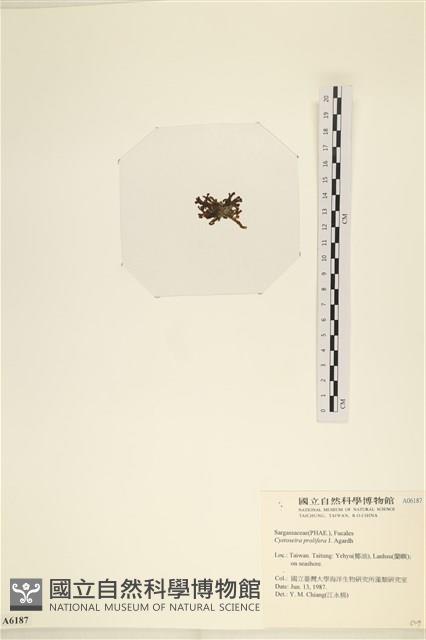 登錄號:A00006187藏品圖，第3張