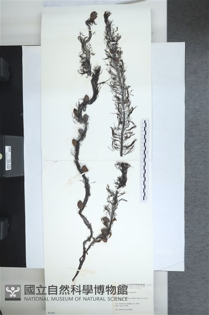 登錄號:A00004187藏品圖，第1張