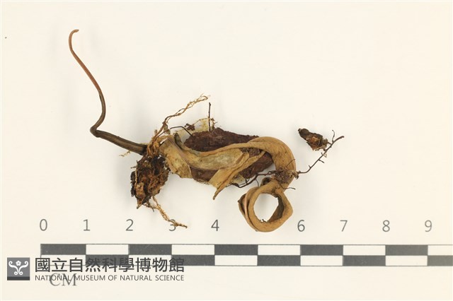 鞭枝懸蘚藏品圖，第1張