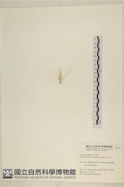 腸滸苔, 河石髮藏品圖，第3張