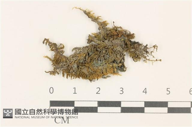 登錄號:B00009587藏品圖，第1張