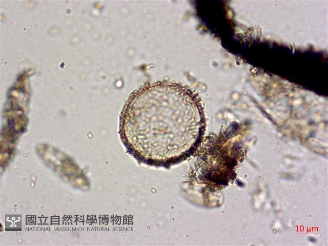 登錄號:A00004587藏品圖，第4張
