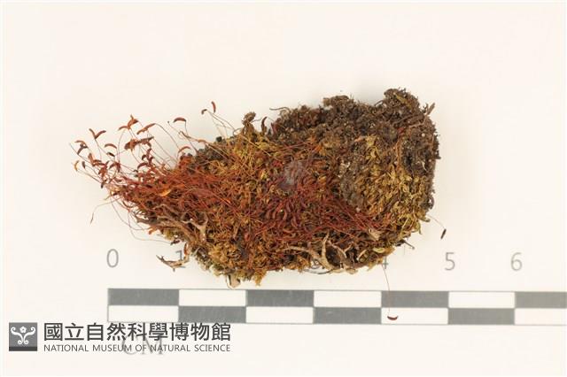 登錄號:B00015587藏品圖，第1張