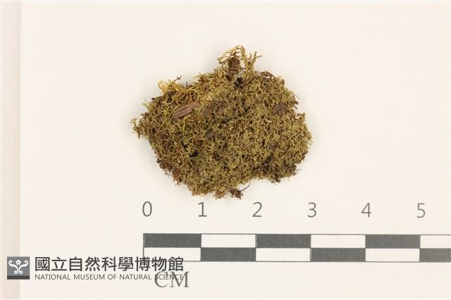 睫毛苔藏品圖，第1張