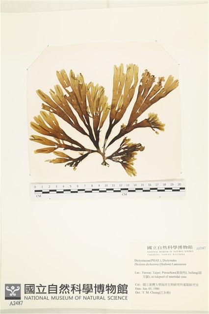 網目藻藏品圖，第1張