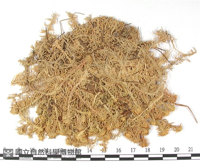 截葉泥炭蘚藏品圖，第1張