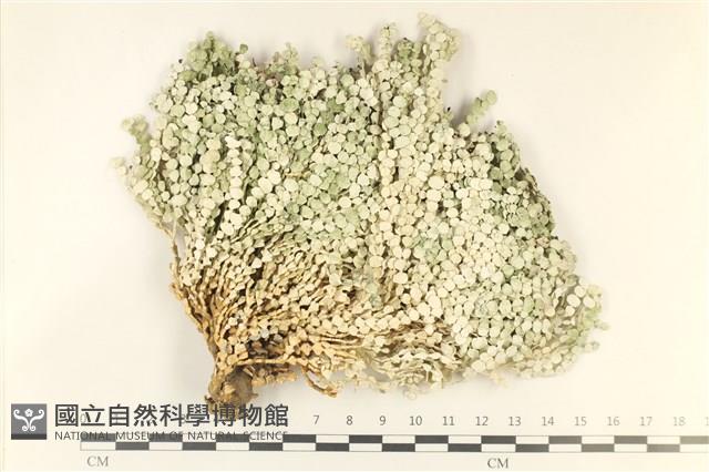 盤狀仙掌藻藏品圖，第1張