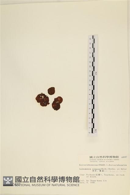 袋苔, 囊藻藏品圖，第3張