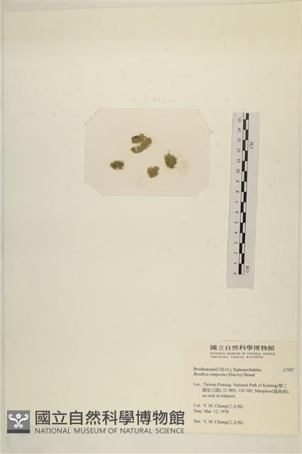 布氏藻藏品圖，第3張