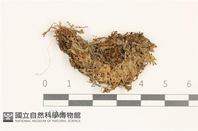 毛擬叉苔藏品圖，第1張