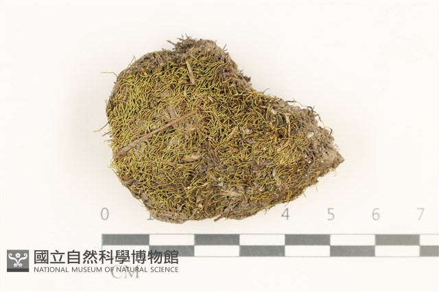 東亞昂氏蘚,東方昂氏蘚藏品圖，第1張