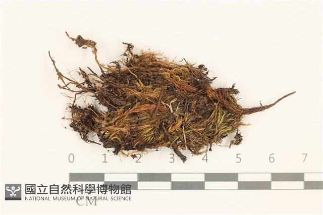 高山曲柄蘚藏品圖，第1張