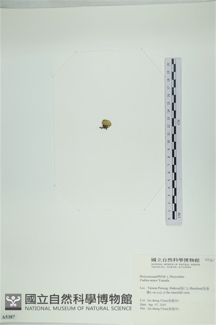 小團扇藻藏品圖，第3張