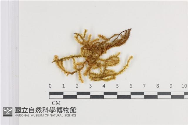 登錄號:B00011387藏品圖，第1張