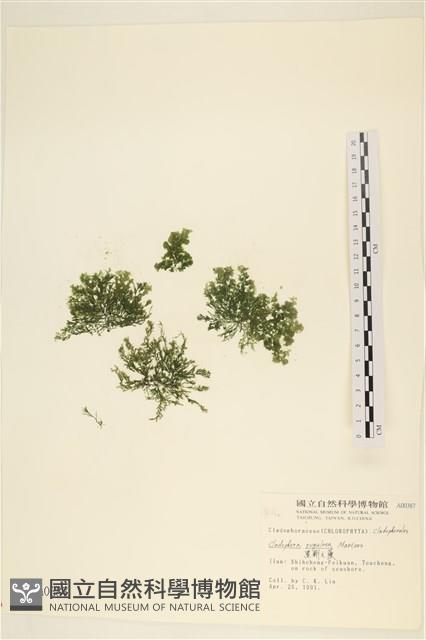黑剛毛藻藏品圖，第1張