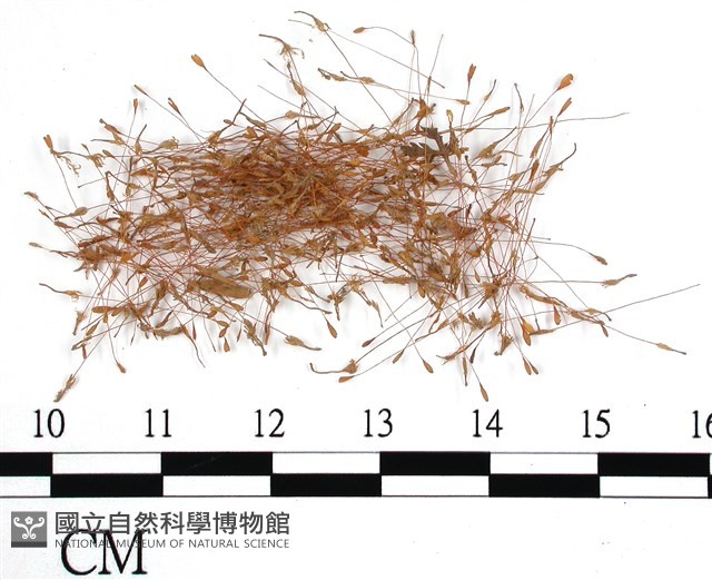 登錄號:B00009787藏品圖，第1張