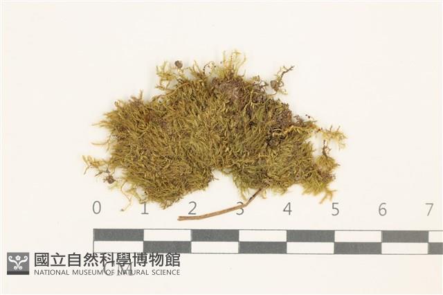 小青蘚藏品圖，第1張