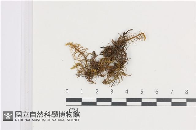 登錄號:B00018635藏品圖，第1張