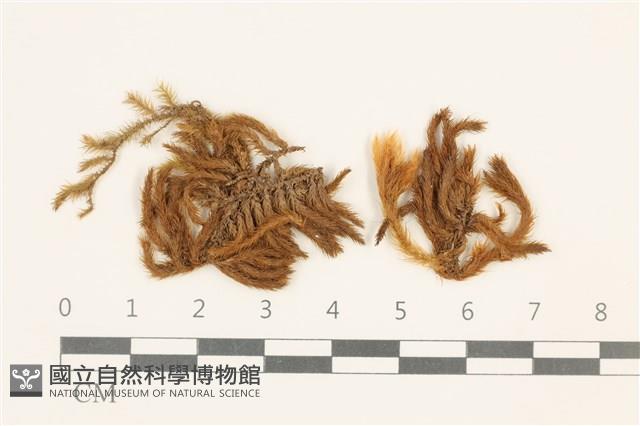 登錄號:B00009635藏品圖，第1張