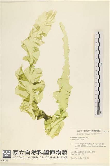 長片石蓴, 裂片石蓴藏品圖，第1張